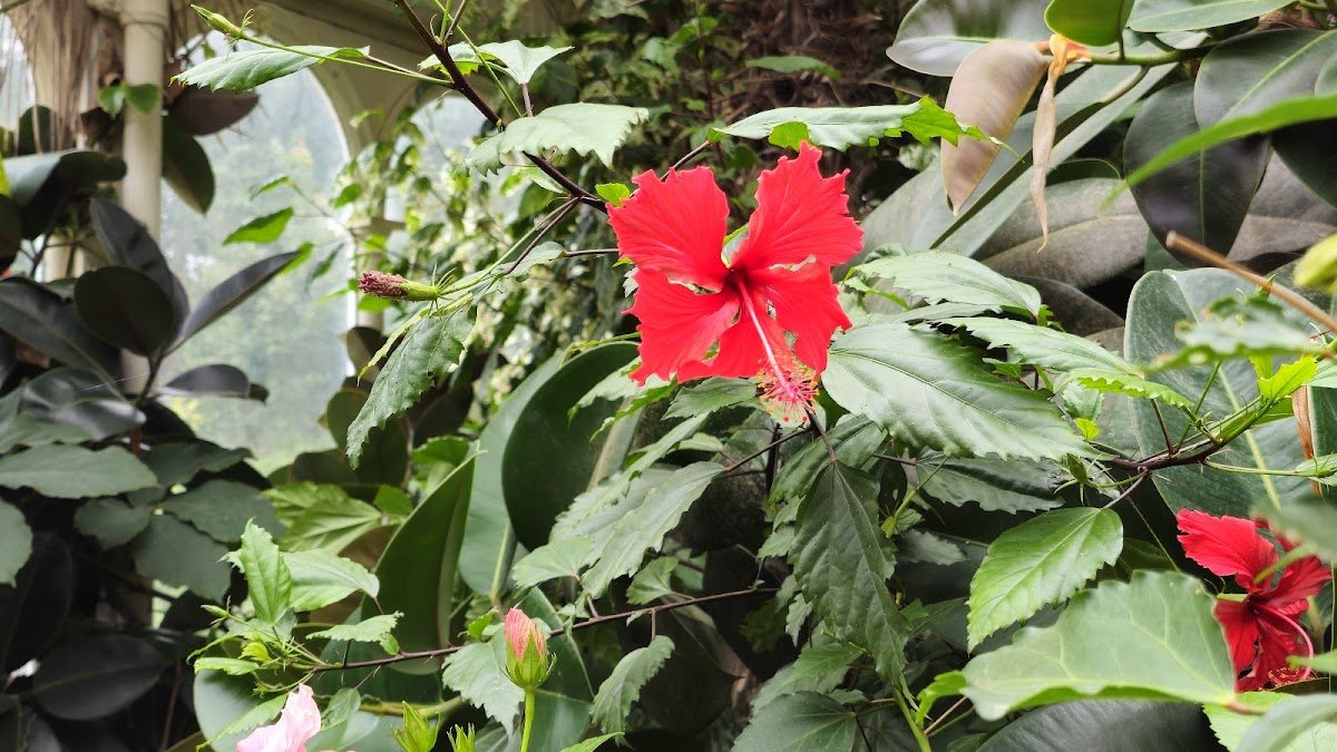 Sefton Park Palm House - Photo 5